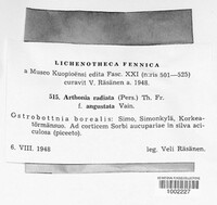 Arthonia radiata image